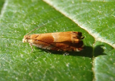 3376 - Ancylis apicana; Tortricid Moth species