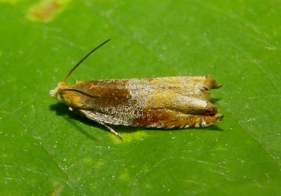 3375 - Ancylis divisana; Two-toned Ancylis Moth