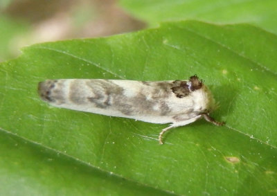 1011 - Antaeotricha schlaegeri; Schlaeger's Fruitworm Moth