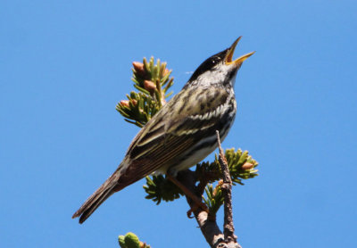 Blackpoll Warbler; male