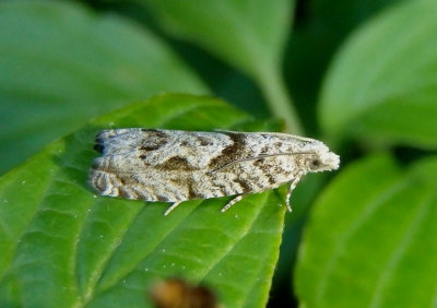 3334 - Catastega aceriella; Maple Trumpet Skeletonizer Moth