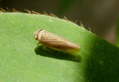 Colladonus brunneus; Leafhopper species