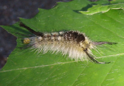 8293 - Dasychira dorsipennata; Sharp-lined Tussock caterpillar
