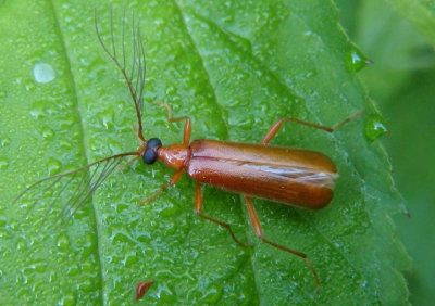 Dendroides concolor; Fire-colored Beetle species; male