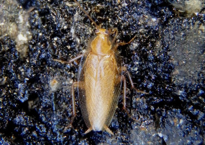 Ectobius pallidus; Spotted Mediterranean Cockroach; exotic