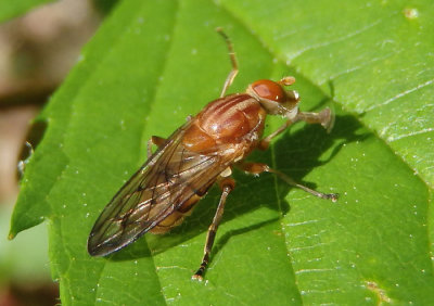 Brachyopa notata; Syrphid Fly species