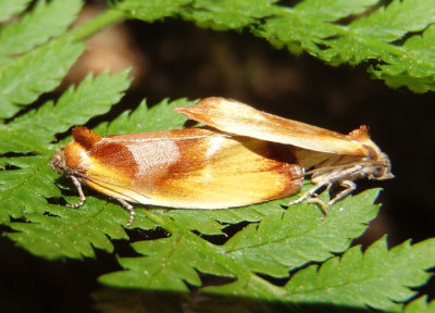 3565 - Eulia ministrana; Tortricid Moth species