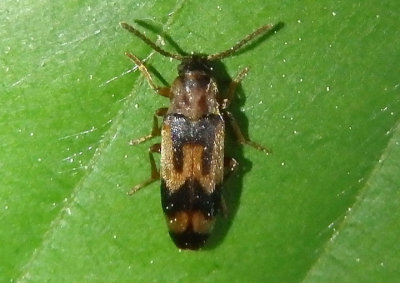 Hypulus simulator; False Darkling Beetle species