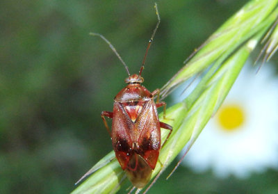 Lygus Plant Bug species