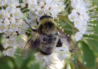 Mallota posticata; Syrphid Fly species; male