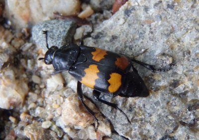 Nicrophorus vespilloides; Boreal Carrion Beetle