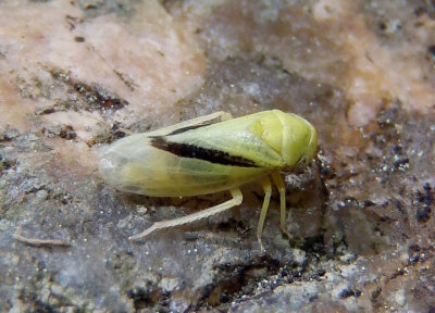 Oncopsis variabilis; Leafhopper species; female
