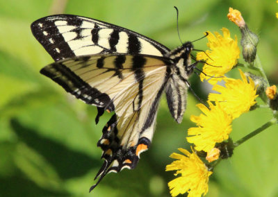 Papilio canadensis; Canadian Tiger Swallowtail; male