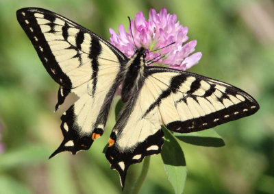 Papilio canadensis; Canadian Tiger Swallowtail; male