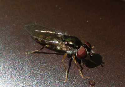 Platycheirus Syrphid Fly species; female