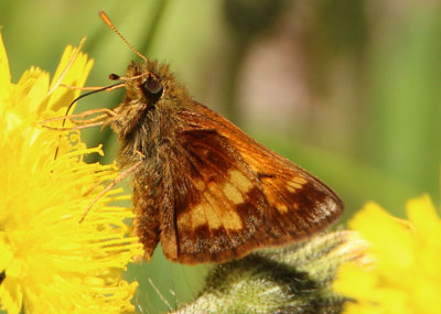 Poanes hobomok; Hobomok Skipper