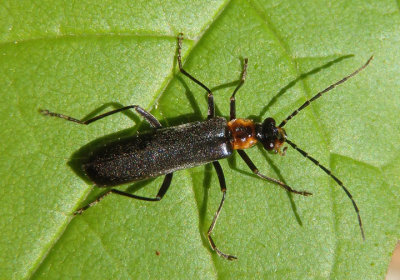 Podabrus planulus; Soldier Beetle species