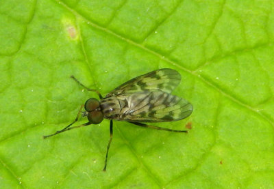 Rhagio punctipennis; Lesser Variegated Snipe Fly