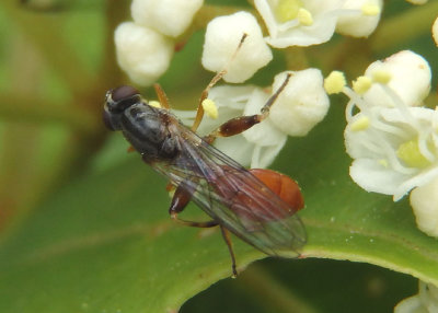 Sphegina Syrphid Fly species