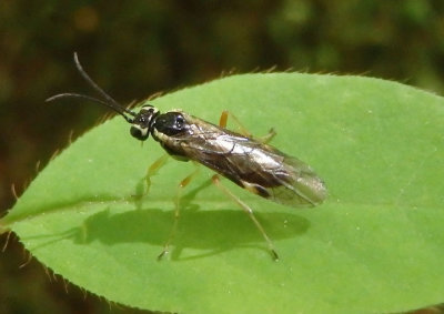 Tenthredinidae Common Sawfly species