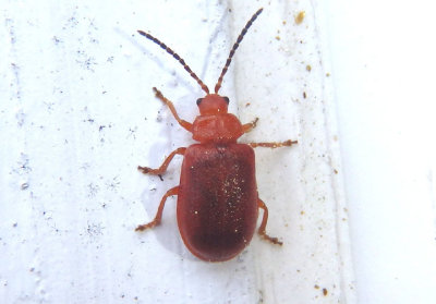 Tricholochmaea kalmiae; Leaf Beetle species