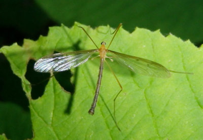 Tricyphona Pediciid Crane Fly species; male