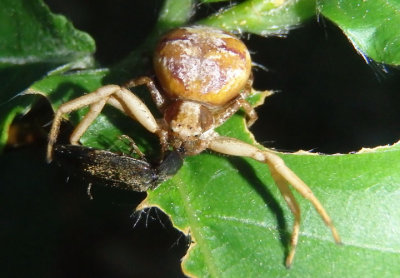 Xysticus punctatus; Ground Crab Spider species