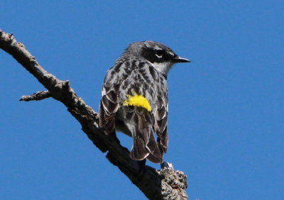 Yellow-rumped Myrtle Warbler; breeding male