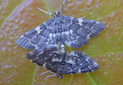 5176 - Anageshna primordialis; Yellow-spotted Webworm Moths