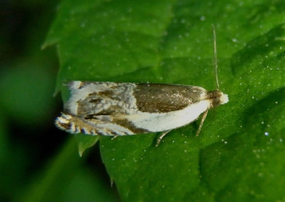 3358 - Ancylis discigerana; Yellow Birch Leaffolder Moth