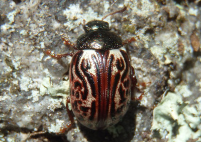 Calligrapha alni; Russet Alder Leaf Beetle