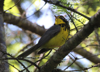 Canada Warbler; male