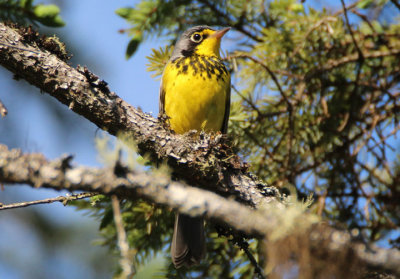 Canada Warbler; male