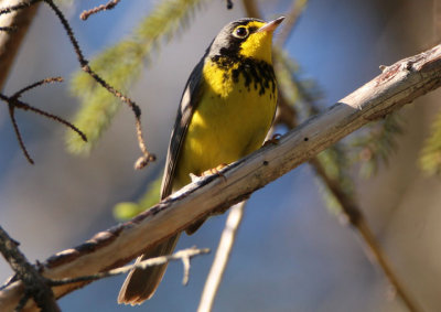 Canada Warbler; male