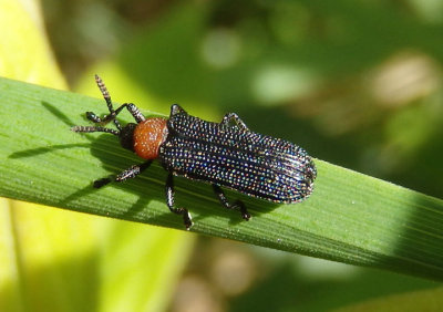 Chalepus walshii; Leaf Beetle species