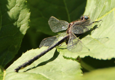 Gomphus borealis; Beaverpond Clubtail; male