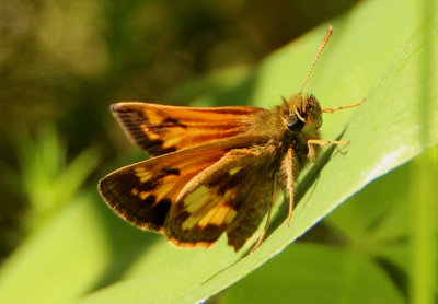 Lon hobomok; Hobomok Skipper