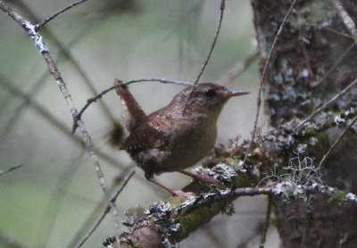 Winter Wren