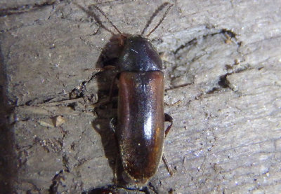 Dolotarsus lividus; False Darkling Beetle species