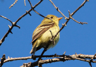 Yellow-bellied Flycatcher