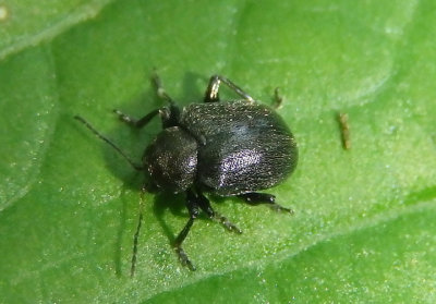 Bromius obscurus; Western Grape Rootworm