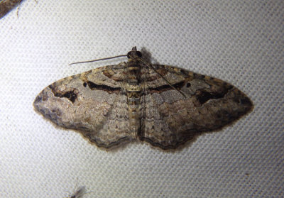 7416 - Costaconvexa centrostrigaria; Bent-line Carpet; male