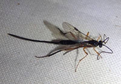 Macrocentrus aegeriae; Braconid Wasp species; female