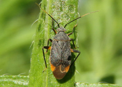 Polymerus venaticus; Plant Bug species