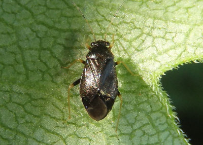 Slaterocoris stygicus; Plant Bug species
