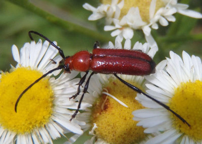 Batyle suturalis; Long-horned Beetle species