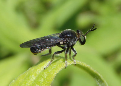 Cerotainia Robber Fly species
