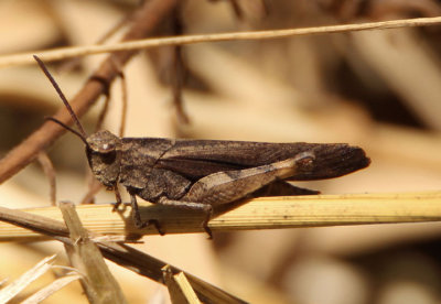 Chortophaga viridifasciata viridifasciata; Northern Green-striped Grasshopper; male