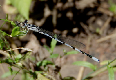 Enallagma basidens; Double-striped Bluet; immature male