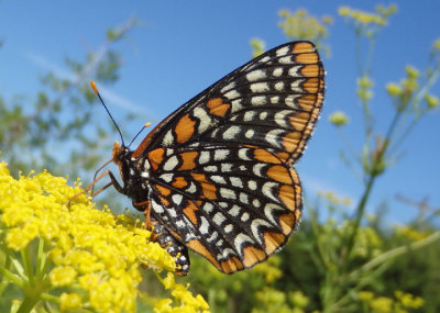 Euphydryas phaeton; Baltimore Checkerspot; female